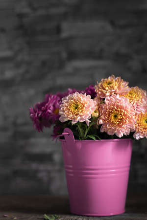 Colorful chrysanthemum flowers in pink metal bucket.の写真素材