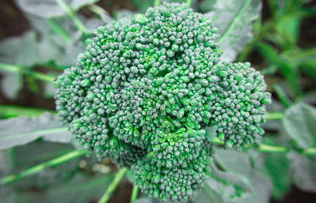 Green cabbage flower close up. Blossom of green cabbage
