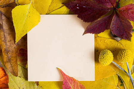 autumn frame. Autumn frame decorated with fallen leaves on a wooden background