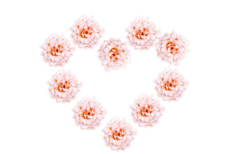 Rose flowers in heart shape. Pink rose flower isolated on white background.