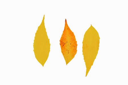 Three autumn leaves isolated on white background. Autumn collection of isolated leaves. top view...