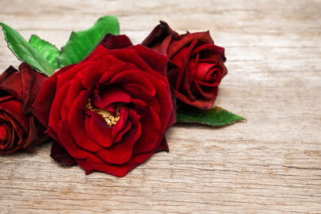 Red rose flowers with green leaves. Red roses on wooden background. Three rose flower on a wooden deskの写真素材