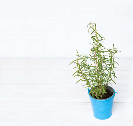 Fresh rosemary plant in blue bucket on white background. green rosemary plant. aromatic herbsの写真素材