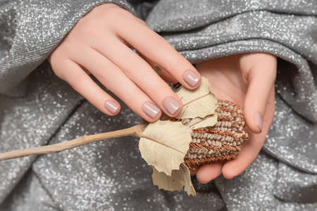 Female hands with beige nail design. Female hands holding brown autumn flower. Woman hands on silver fabric background.の写真素材