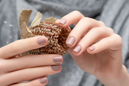 Female hands with beige nail design. Female hands holding brown autumn flower. Woman hands on silver fabric background.の写真素材