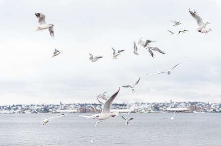 Seagulls flying in the sky over the river. Seagulls in port. river bird wildlife