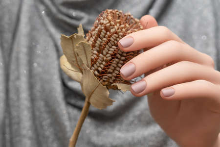 Female hand with beige nail design. Female hand holding brown autumn flower. Woman hand on silver fabric background.の写真素材