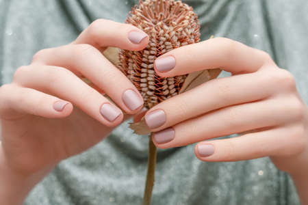Female hands with beige nail design. Female hands holding brown autumn flower. Woman hands on silver fabric background.の写真素材