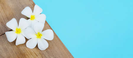 Tropical white flower near the swimming pool, flower spa. frangible flowers. copy spaceの写真素材