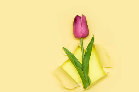 Tulip flower in a paper hole. Beautiful pink tender spring tulip on yellow background. copy spaceの写真素材