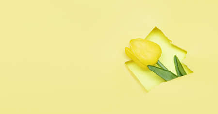 Tulip flower in a paper hole. Beautiful yellow tender spring tulip on yellow background. copy spaceの写真素材