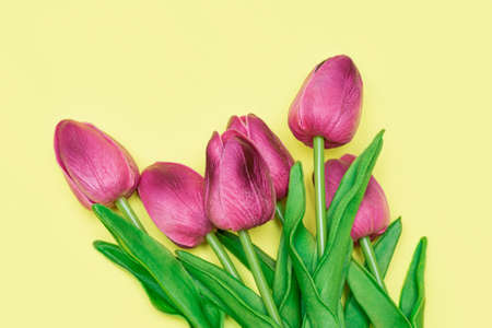 Bouquet of pink tulips on yellow background. Top view shot of pink tulips. copy spaceの写真素材