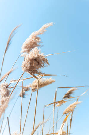 Beach dry reeds on a blue sky background. Autumn yellow reed stems. blue sky with dry golden reed grassの写真素材
