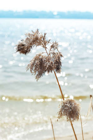 Beach dry reeds on a blue water background. Autumn yellow reed stems. Blue river with dry golden reed grassの写真素材