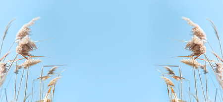 Beach dry reeds on a blue sky background. Autumn yellow reed stems. Blue sky with dry golden reed grass. copy space.の写真素材