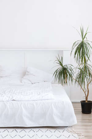 Bedroom interior with white bed and big green indoor flower. White clean bedroom with ready for sleep bedの写真素材
