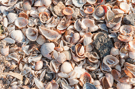 Shells on the beach of the river. River shells background. river shell textureの写真素材
