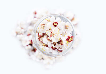 Apricot blossom in transparent wine glass on white background. Cherry flower petals in wine glass on white backgroundの写真素材