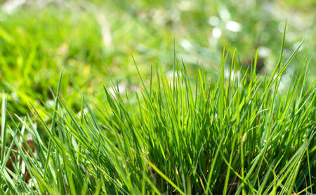 Perfect green grass background. green grass pattern. spring fresh grass texture