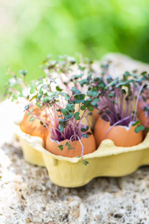Purple cabbage in eggs shell. Red cabbage, fresh sprouts and young leaves. Vegetable and micro green. gardening conceptの写真素材