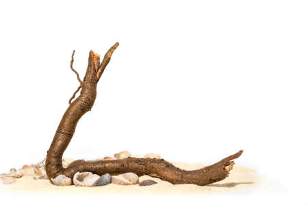 ocean sand texture. Sea sand with small shells and tree branch. White sand and shells isolated on white backgroundの写真素材