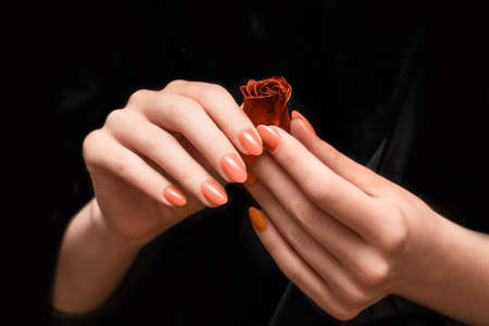 Female hands with glitter orange nail design. Female hands hold red autumn rose flower. Woman hands on black background.の写真素材