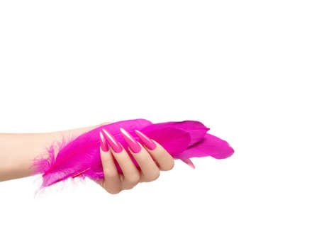 Female hand with pink stiletto nail design. Long nail polish manicure. Woman hand hold pink feathers isolated on white backgroundの写真素材
