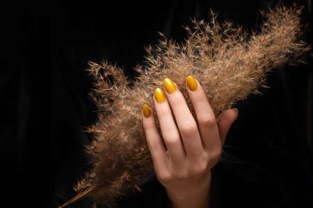 Female hand with yellow nail design. Glitter yellow nail polish manicure. Woman hand with dry reed flower isolated on black background.の写真素材