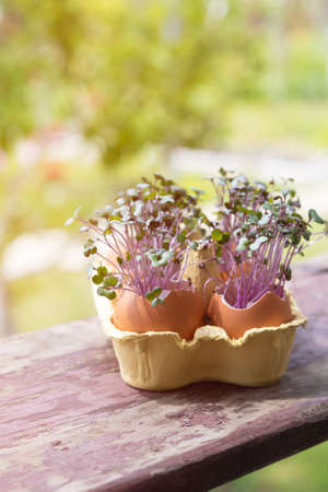 Purple cabbage in egg shells. Red cabbage, fresh sprouts and young leaves. Vegetable and micro green. gardening conceptの写真素材