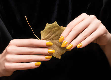Female hands with yellow nail design. Glitter yellow nail polish manicure. Woman hands hold yellow autumn leafの写真素材