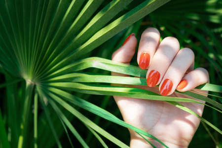 Female hand with red nail design. Red nail polish manicure. Female hand on a tropical plant leaf backgroundの写真素材