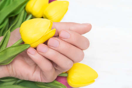 Female hand with natural nail design. Female hand with yellow spring tulips on white background.の写真素材