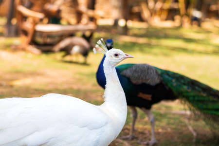 Two exotic peacock birds walking on a meadow. Beautiful peacocks close up. Peacock birds in a tropical zooの写真素材