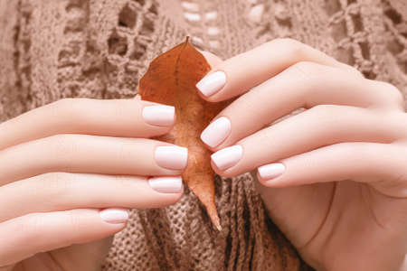 Female hands with glitter pink autumn nail design. Female hands hold dry yellow autumn leaf. Woman hands on brown wool shawl backgroundの写真素材