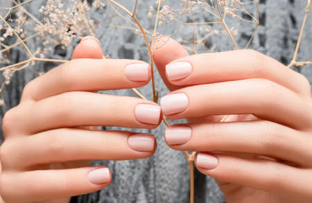 Female hands with pink nail design. Female hands hold dry pink autumn flower. Woman hands on gray wool backgroundの写真素材