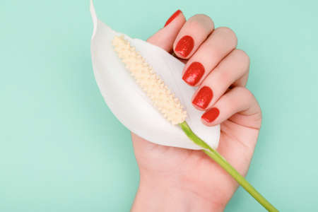 Female hand with glitter red nail design. Female hand hold white Spathiphyllum flower. Woman hand on green background. Glitter red nail polish manicure.の写真素材
