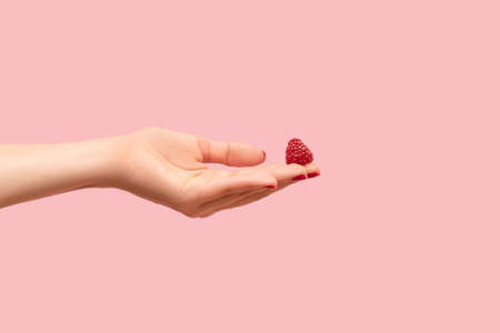 Young female hand hold ripe red raspberry on a fingers. Female hand with raspberry isolated on pink backgroundの写真素材