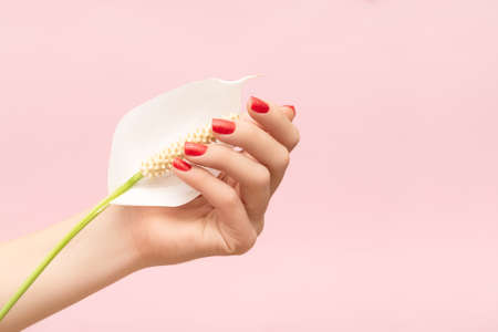 Female hand with glitter red nail design. Female hand hold white Spathiphyllum flower. woman hand on pink background. Glitter red nail polish manicure. copyspace.の写真素材