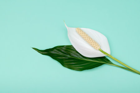 Spathiphyllum or peace lily flower on blue background. Tropical white flower on blue backgroundの写真素材