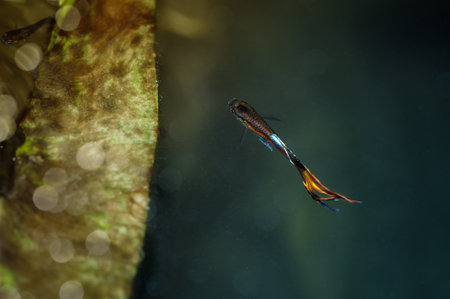 Orange guppy fish close up in the outdoor garden poolの写真素材