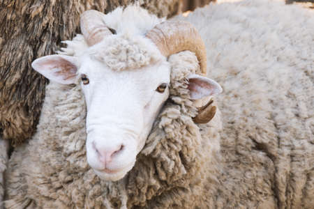 Sheep looking at the camera. Grown up sheep at farm. Woolly white sheepの写真素材