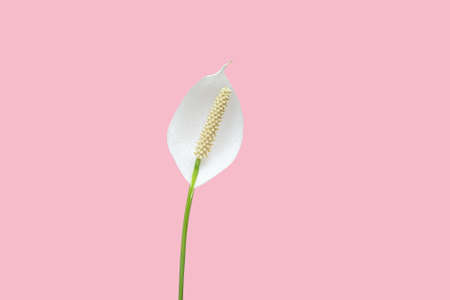 Spathiphyllum or peace lily flower on pink background. Tropical white flower on pink backgroundの写真素材