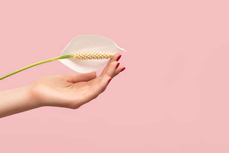 Female hand with glitter red nail design. Female hand hold white Spathiphyllum flower on pink background. Glitter red nail polish manicure.の写真素材