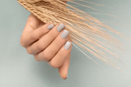 Female hand with gray nail design. Brilliant gray nail polish manicure. Woman hand with dry autumn ears of wheat on gray background.の写真素材