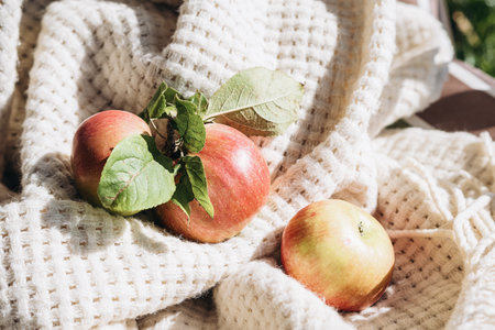 Ripe red apples with a leaves on a white wool blanket. Three autumn apples on a white wool backgroundの写真素材