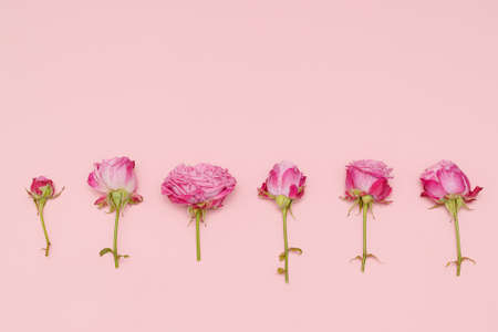 Set of pink rose flowers on pink background. Several pink rose flowers of different sizes