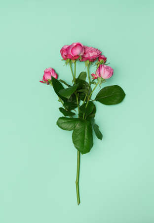 Pink rose flowers with green leaves on blue background. Rose flowers floral theme with copy space. Wedding or greeting card with rose patternの写真素材