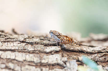 Cicada sit on a tree bark. Cicada on tree close up. Tropical insect sitting on a tree branch. Close up of cicada.の写真素材
