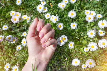 Female hand with summer nail design. Glitter pink nail polish manicure. Female model hand with perfect pink manicure on green nature background with yellow chamomile flowersの写真素材