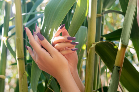 Female hands with purple nail design. Mate purple nail polish manicure. Female model hands with perfect purple manicure with bamboo stalks on green nature backgroundの写真素材